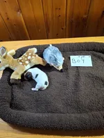 Boy 1, a male Jack Russell Terrier for sale in Traverse City, MI – 3 of 4
