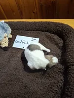 Girl 2, a female Jack Russell Terrier for sale in Traverse City, MI – 3 of 6