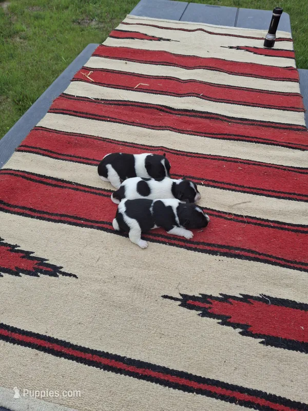 Maggie  – Jack Russell Terrier puppy for sale in Traverse City, MI