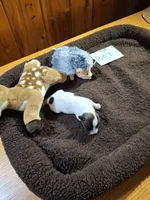 Boy 1, a male Jack Russell Terrier for sale in Traverse City, MI – 2 of 4