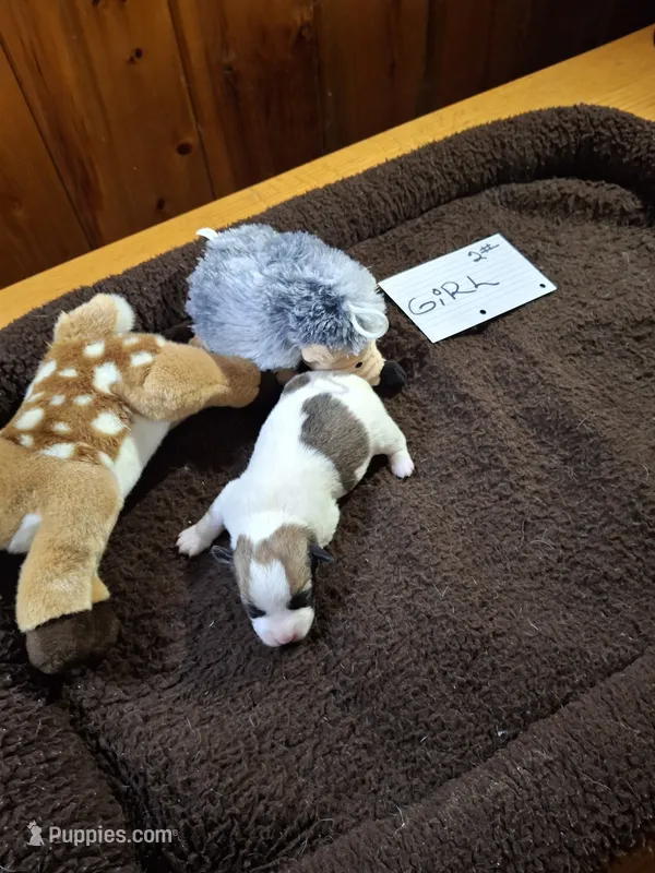 Girl 2 – Jack Russell Terrier puppy for sale in Traverse City, MI