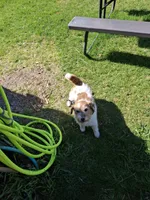 Jubilee on the mountain top (Preacher), a male Jack Russell Terrier for sale in Traverse City, MI – Photo 3 of 3