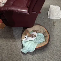 Boardman valley Jubilee  (lucky), a male Jack Russell Terrier for sale in Traverse City, MI – Photo 5 of 5