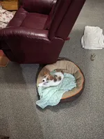 Boardman valley Jubilee  (lucky), a male Jack Russell Terrier for sale in Traverse City, MI – Photo 5 of 5