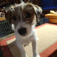 Boardman valley Jubilee  (lucky), a male Jack Russell Terrier for sale in Traverse City, MI – Photo 2 of 5