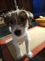 Boardman valley Jubilee  (lucky), a male Jack Russell Terrier for sale in Traverse City, MI – Photo 2 of 5