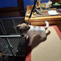 Boardman valley Jubilee  (lucky), a male Jack Russell Terrier for sale in Traverse City, MI – Photo 3 of 5