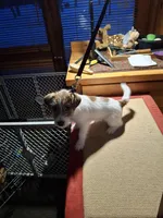 Boardman valley Jubilee  (lucky), a male Jack Russell Terrier for sale in Traverse City, MI – Photo 3 of 5
