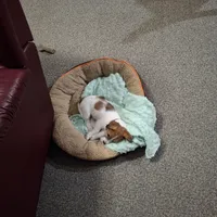 Boardman valley Jubilee  (lucky), a male Jack Russell Terrier for sale in Traverse City, MI – Photo 4 of 5