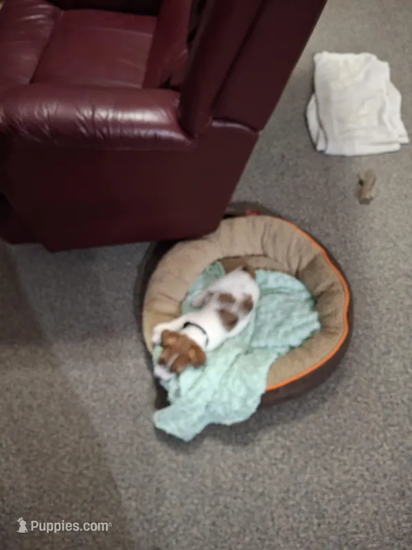 Boardman valley Jubilee  (lucky), a male Jack Russell Terrier for sale in Traverse City, MI – Photo 1 of 5