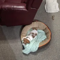 Boardman valley Jubilee  (lucky), a male Jack Russell Terrier for sale in Traverse City, MI – Photo 1 of 5