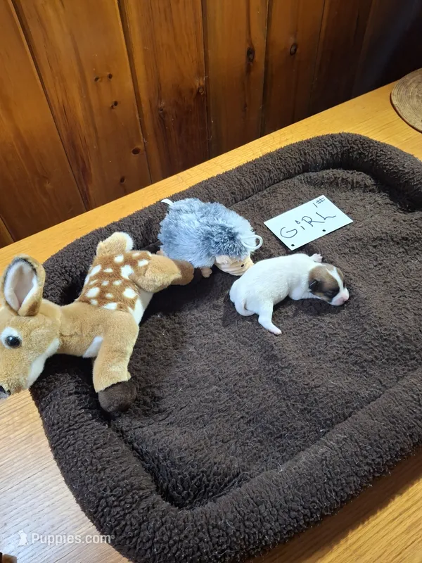 Girl 1 – Jack Russell Terrier puppy for sale in Traverse City, MI