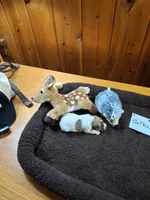 Girls 3, a female Jack Russell Terrier for sale in Traverse City, MI – 4 of 7