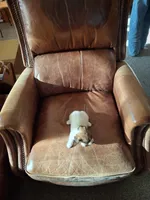 Molly ( female no. 3), a female Jack Russell Terrier for sale in Traverse City, MI – 2 of 4