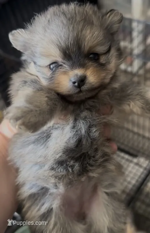 Trumpet  – Pomeranian puppy for sale in Harrisonville, MO