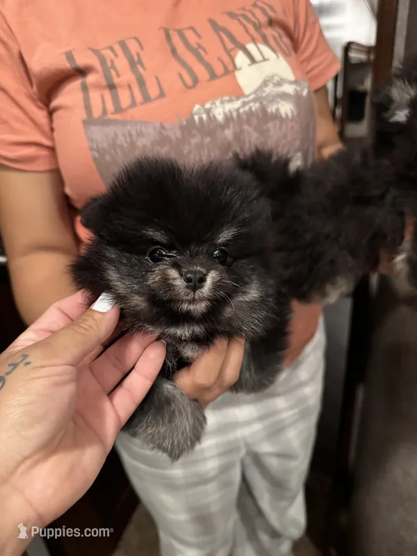 Bowser  – Pomeranian puppy for sale in Harrisonville, MO