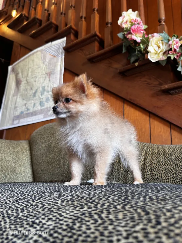 Pumpkin Spice  – Pomeranian puppy for sale in Harrisonville, MO