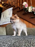 Pumpkin Spice , a female Pomeranian for sale in Harrisonville, MO – 1 of 1