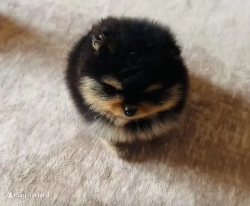Bella  – Pomeranian puppy for sale in Harrisonville, MO