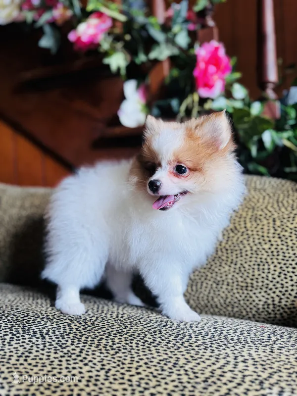 Ace  – Pomeranian puppy for sale in Harrisonville, MO