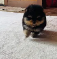 Bella , a female Pomeranian for sale in Harrisonville, MO – 2 of 2