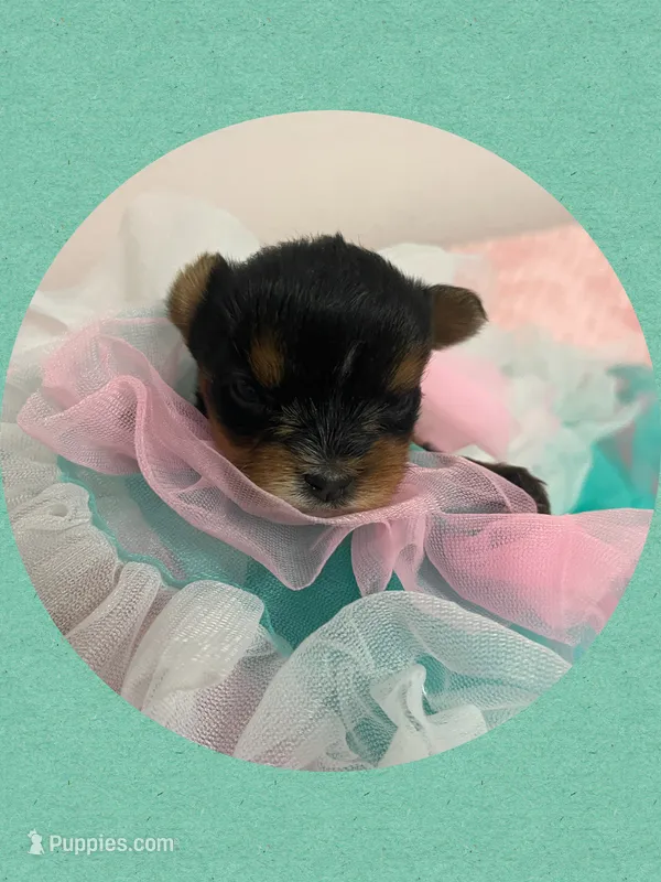 AKC Tiny Traditional Female – Yorkshire Terrier puppy for sale in Bonney Lake, WA