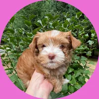AKC ~ Mia, a female Yorkshire Terrier for sale in Bonney Lake, WA – 4 of 9