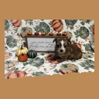 AKC ~ Lucy, a female Yorkshire Terrier for sale in Bonney Lake, WA – 5 of 6