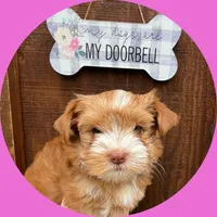 AKC ~ Mia, a female Yorkshire Terrier for sale in Bonney Lake, WA – 5 of 9