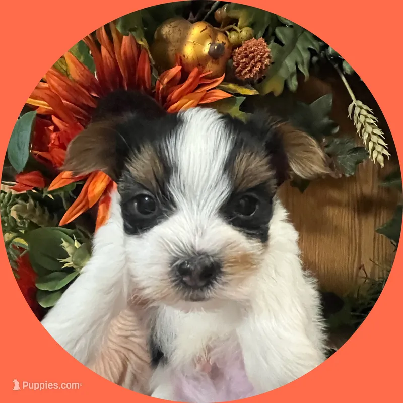 AKC ~ Milo – Yorkshire Terrier puppy for sale in Bonney Lake, WA