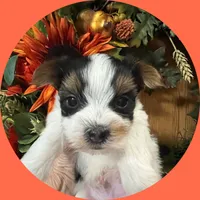 AKC ~ Milo, a male Yorkshire Terrier for sale in Bonney Lake, WA – 1 of 6