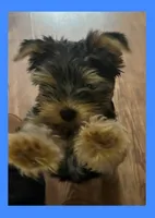 Jetson AKC Traditional , a male Yorkshire Terrier for sale in Bonney Lake, WA – 3 of 5