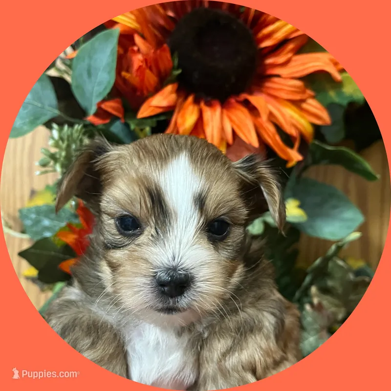 AKC ~ Lucy – Yorkshire Terrier puppy for sale in Bonney Lake, WA