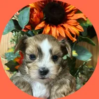 AKC ~ Lucy, a female Yorkshire Terrier for sale in Bonney Lake, WA – 1 of 6