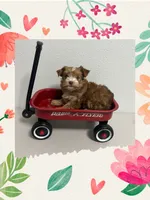 AKC ~ Mia, a female Yorkshire Terrier for sale in Bonney Lake, WA – 3 of 9