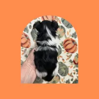 AKC ~ Milo, a male Yorkshire Terrier for sale in Bonney Lake, WA – 5 of 6