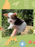 AKC ~ Jax, a male Yorkshire Terrier for sale in Bonney Lake, WA – 1 of 9