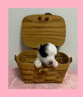 AKC ~ Tiny Parti Female, a female Yorkshire Terrier for sale in Bonney Lake, WA – 2 of 8