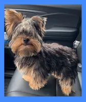 Jetson AKC Traditional , a male Yorkshire Terrier for sale in Bonney Lake, WA – 4 of 5