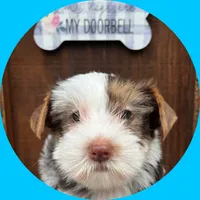 AKC ~ S’mores , a male Yorkshire Terrier for sale in Bonney Lake, WA – 5 of 7