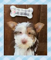 AKC ~ Jax, a male Yorkshire Terrier for sale in Bonney Lake, WA – 7 of 9