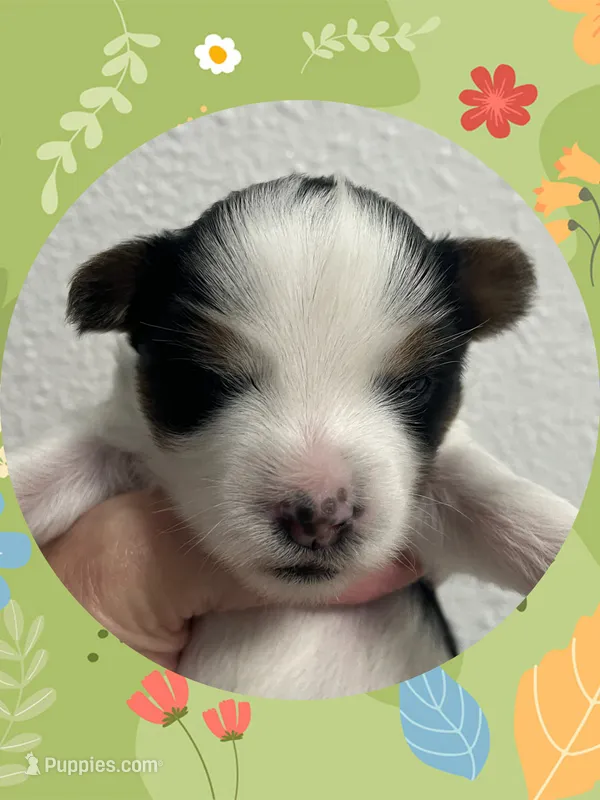 AKC Parti Male #2 – Yorkshire Terrier puppy for sale in Bonney Lake, WA