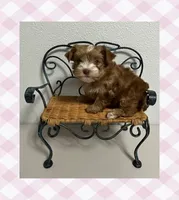 AKC ~ Mia, a female Yorkshire Terrier for sale in Bonney Lake, WA – 2 of 9