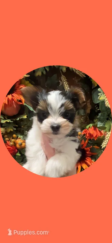 AKC ~ Milo – Yorkshire Terrier puppy for sale in Bonney Lake, WA