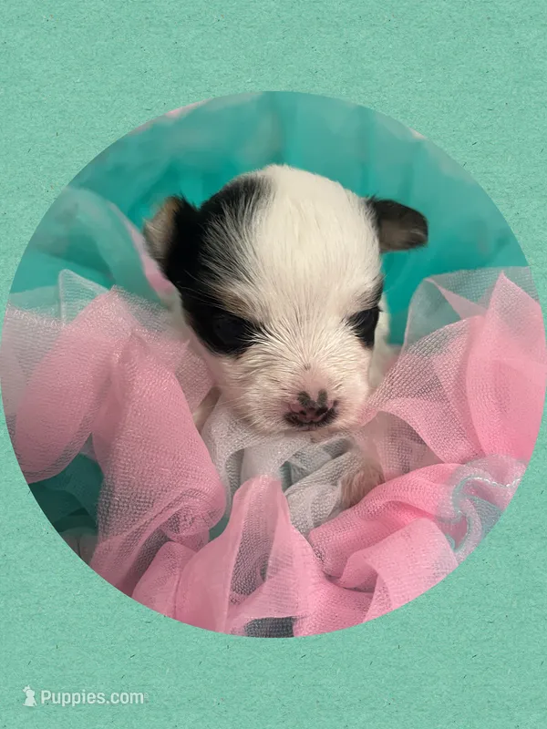 AKC ~ Tiny Parti Female – Yorkshire Terrier puppy for sale in Bonney Lake, WA