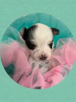 AKC ~ Tiny Parti Female, a female Yorkshire Terrier for sale in Bonney Lake, WA – 1 of 8