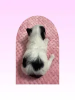 AKC ~ Tiny Parti Female, a female Yorkshire Terrier for sale in Bonney Lake, WA – 6 of 8