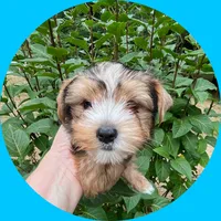 AKC ~ Milo, a male Yorkshire Terrier for sale in Bonney Lake, WA – 4 of 10