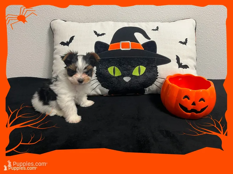 AKC ~ Milo – Yorkshire Terrier puppy for sale in Bonney Lake, WA
