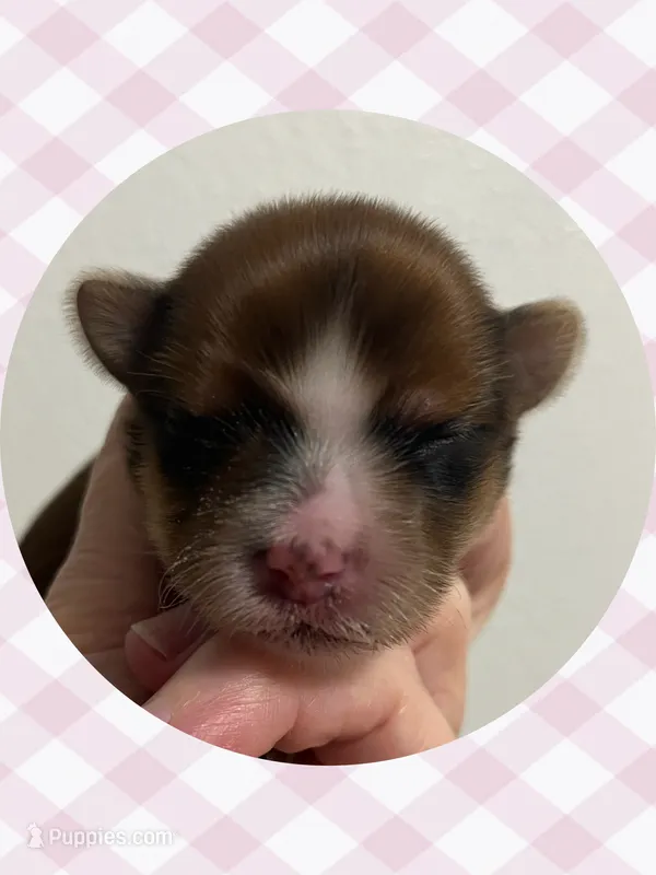 AKC Sable Female – Yorkshire Terrier puppy for sale in Bonney Lake, WA